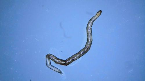 Réf. 325 455 : Culicoides sp.